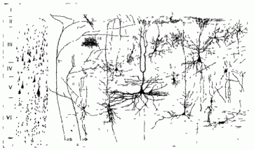 Рис 4 Схема нейронного и цитоархитектонического строения коры головного мозга (по Г И Полякову)