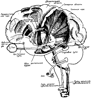 Рис. 7. Корковые зоны систем анализаторов (по Пейпецу, 1959)